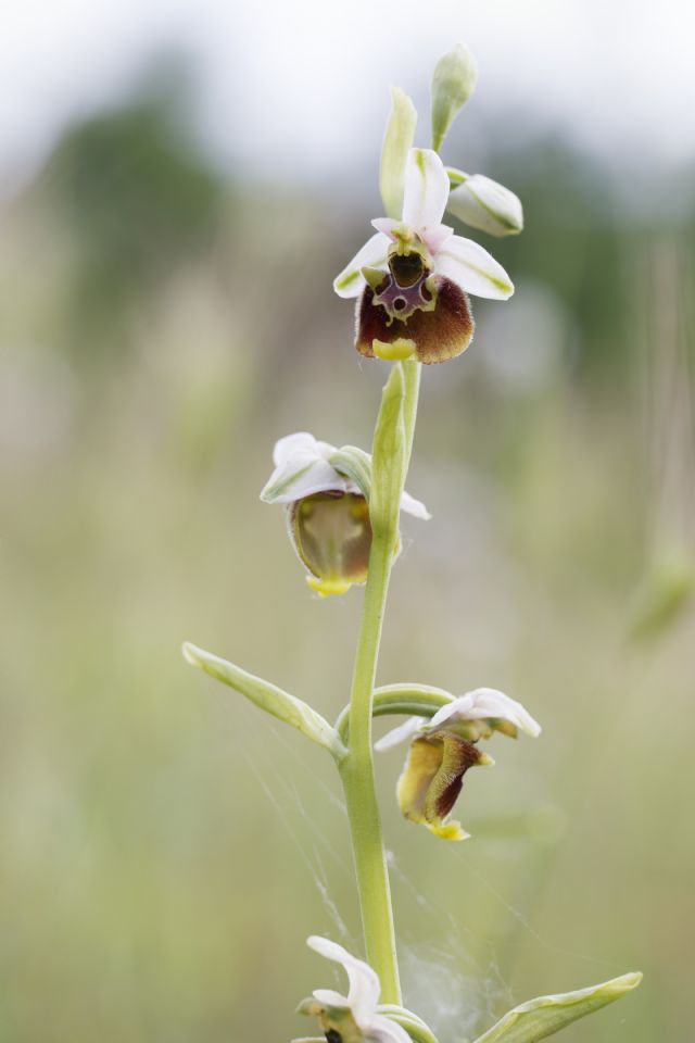 Serapias parviflora e ibridi (Mugello)